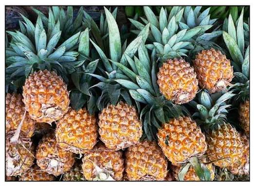 Pine Apple